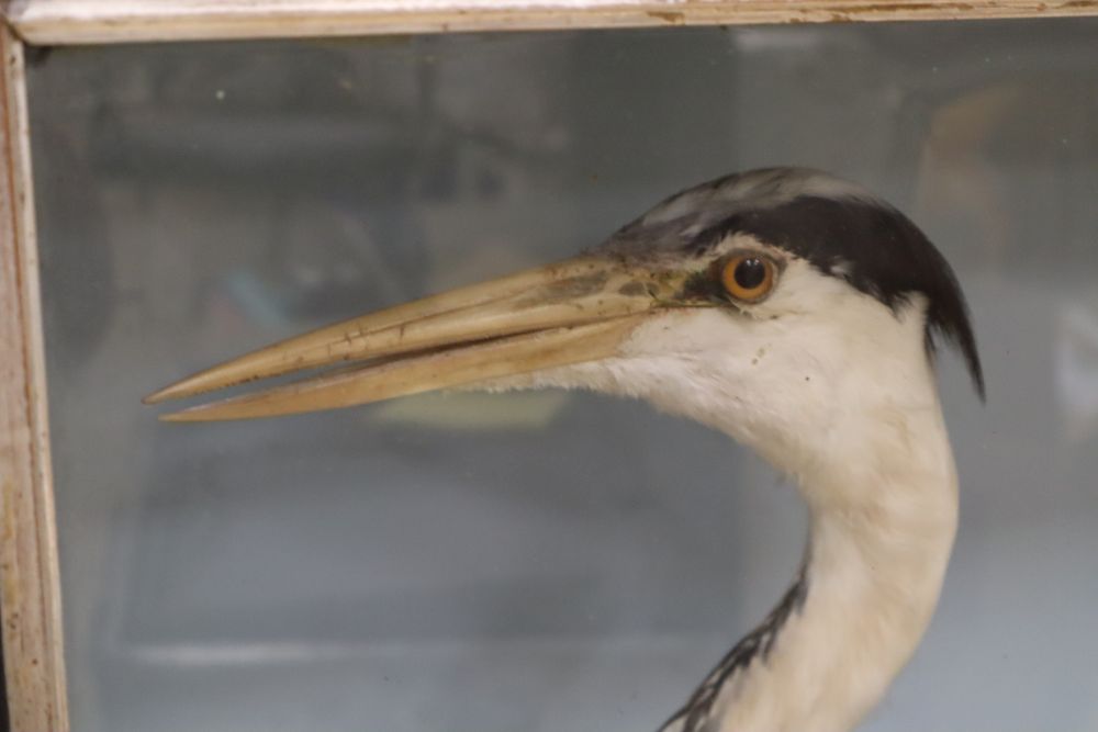 An early 20th century taxidermic Grey Heron, in glazed case, height case 84cm